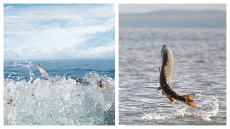 5 Reasons Why Fish Jump Out Of The Water (All You Need To .